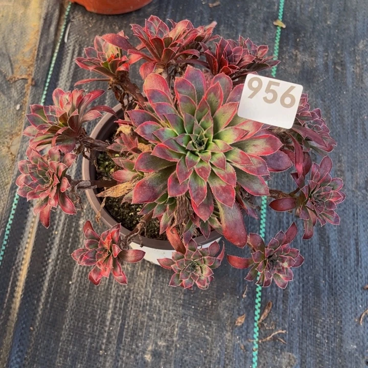 孔雀锦9566666666