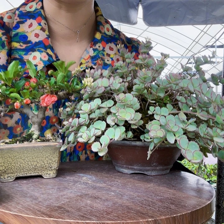 大部分花苞少量开放