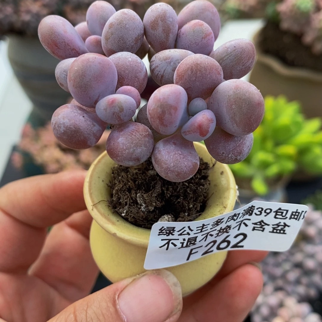 腰子桃蛋262/4cm多肉