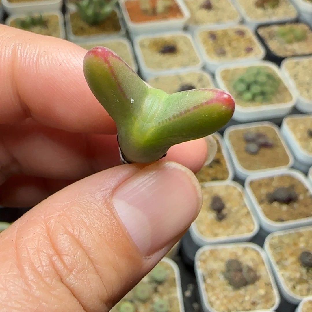 多肉植物皮卡丘41号