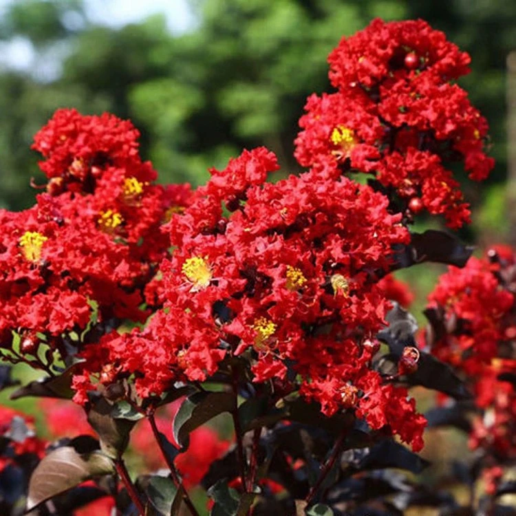 红火箭紫薇正宗川红紫薇树庭院种植观赏花卉天鹅绒紫薇花树苗