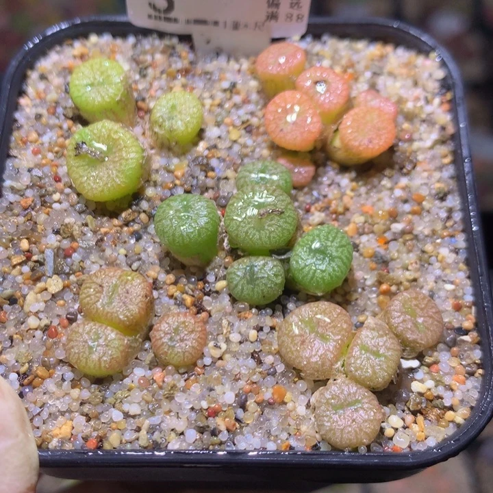 精品生石花38.3壶