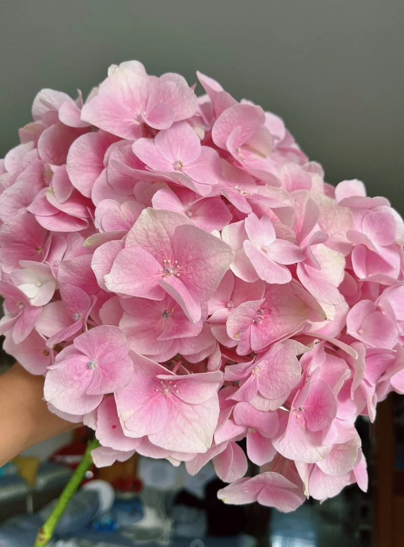 【大海粉】原盆原土带花苞大花球大花型绣球花好养