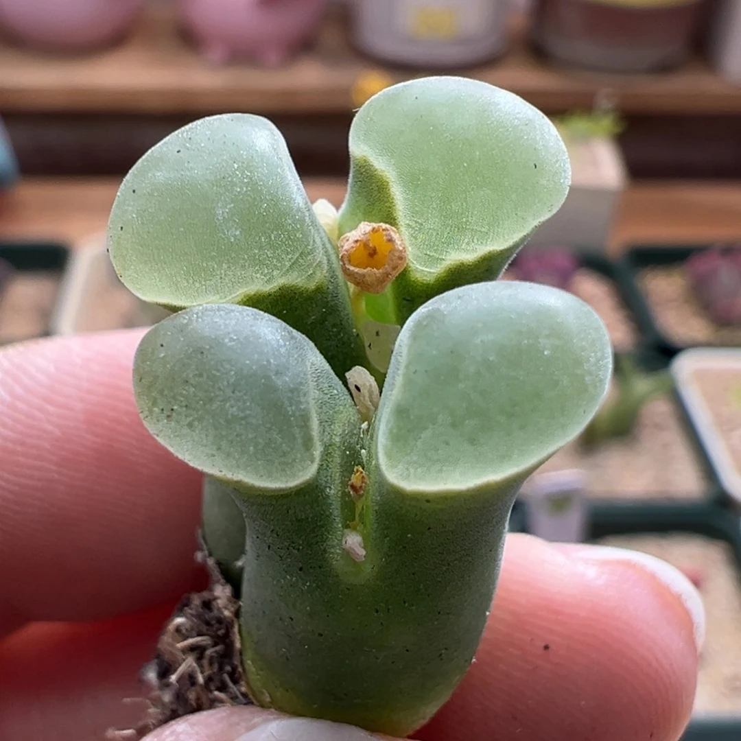 448。1802.6优选翻窗极窗风铃母本6年半