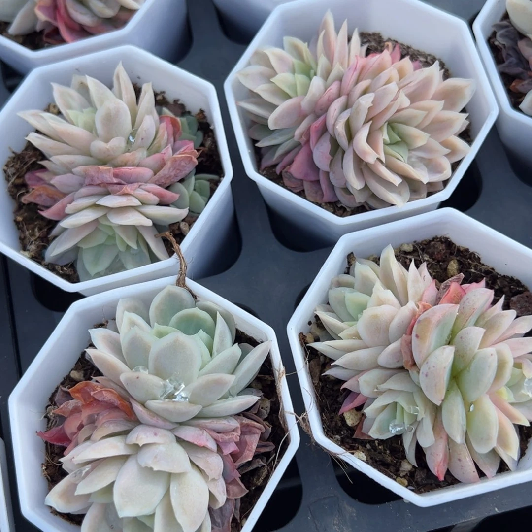 冰片锦一颗量拍多肉满20包邮下午发