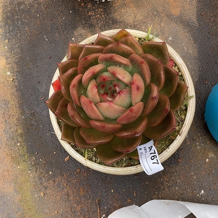 若如东云单拍A767