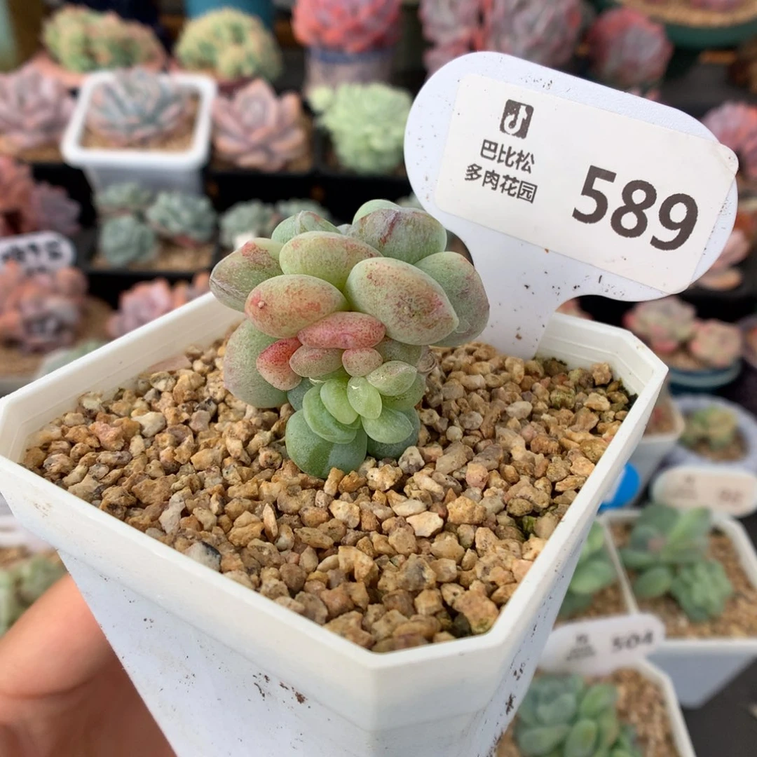 589双头冰玉石化多肉植物