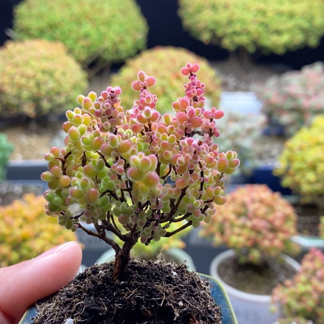 505精控蜜橘精球 。