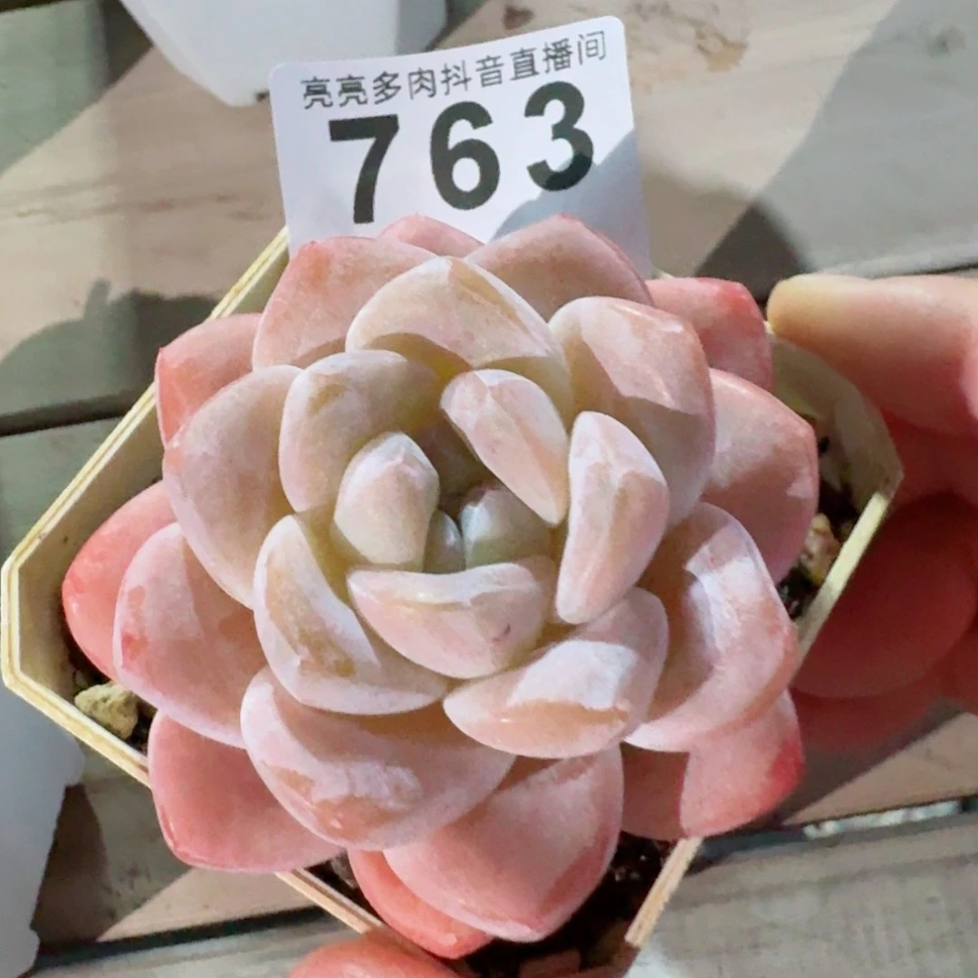 开播福利捡漏随单发满58包邮