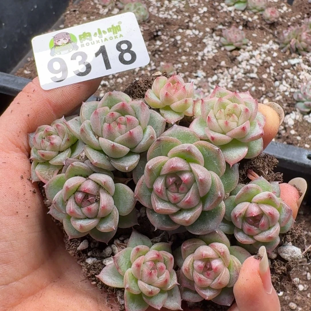 多肉植物多肉植物