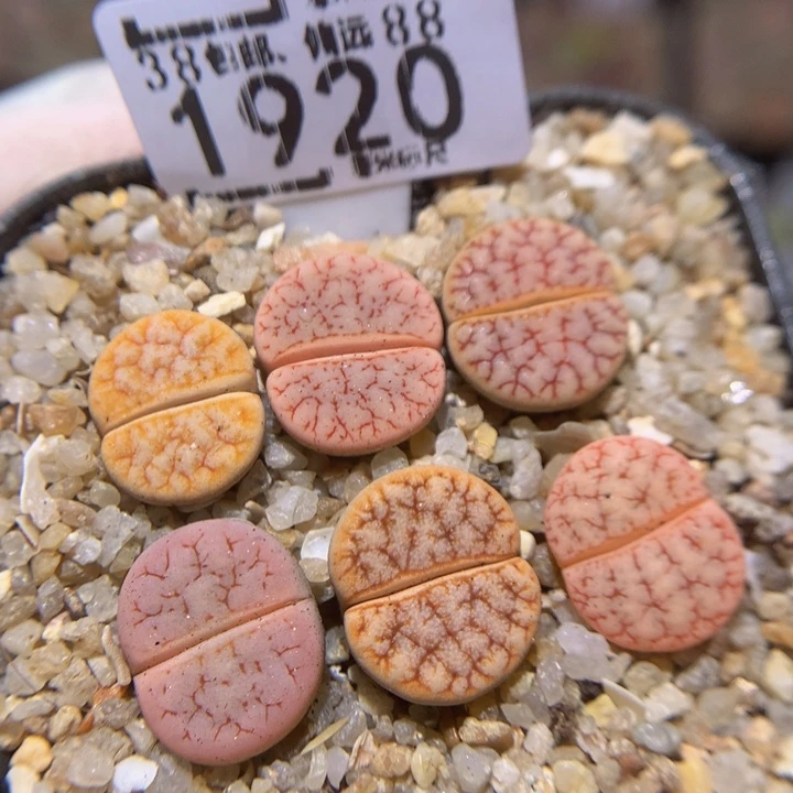 Zzz精品生石花1920