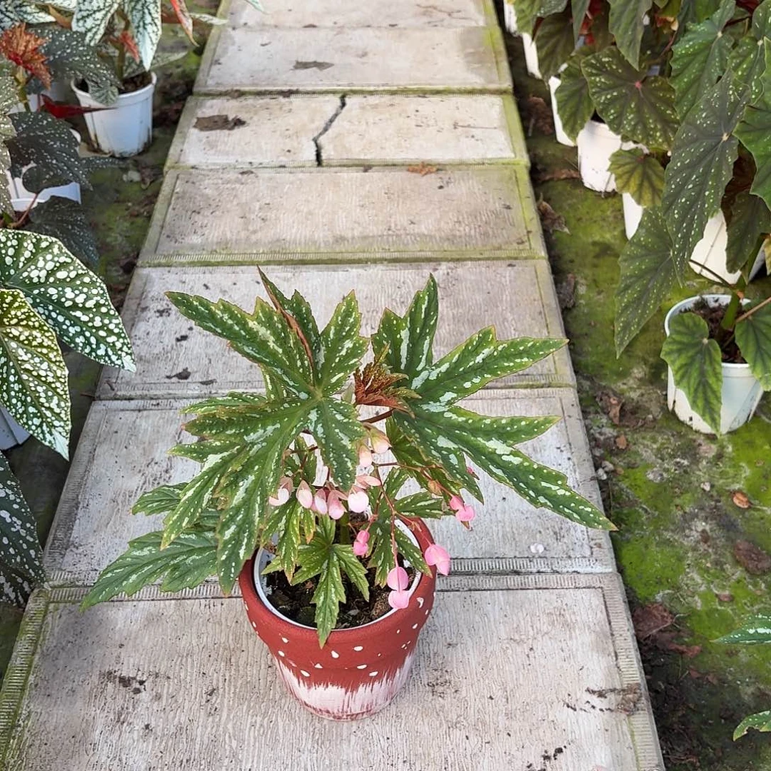 完全开放凤蝶秋海棠