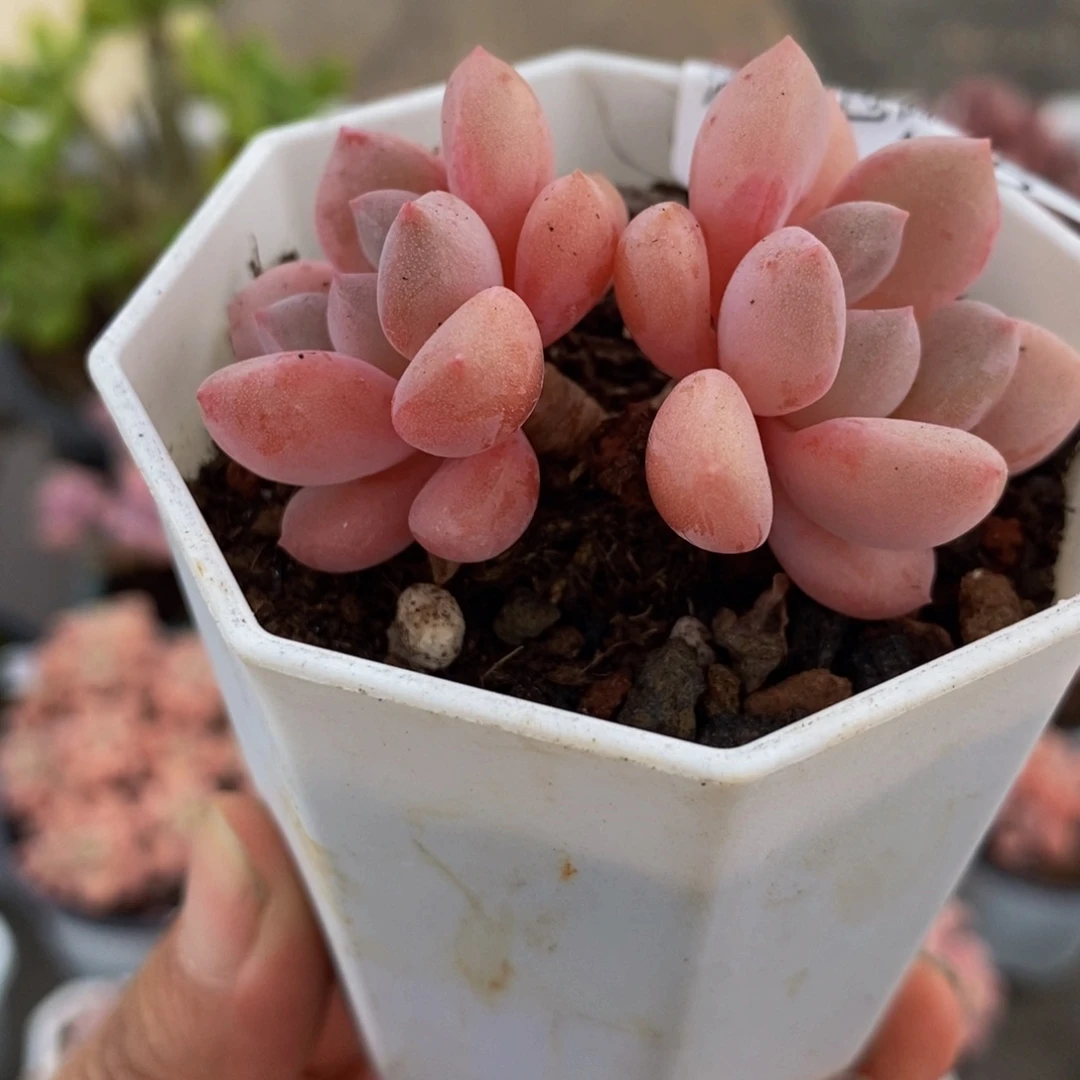 465粉桃花5cm多肉植物