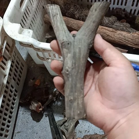 静***好大果紫檀（缅甸花梨）