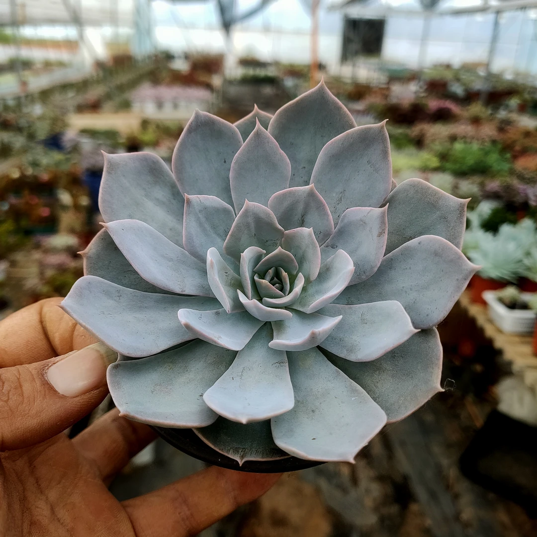 蓝石莲 满20包邮不带盆土发货以直播间为准长沙星昊多肉植物