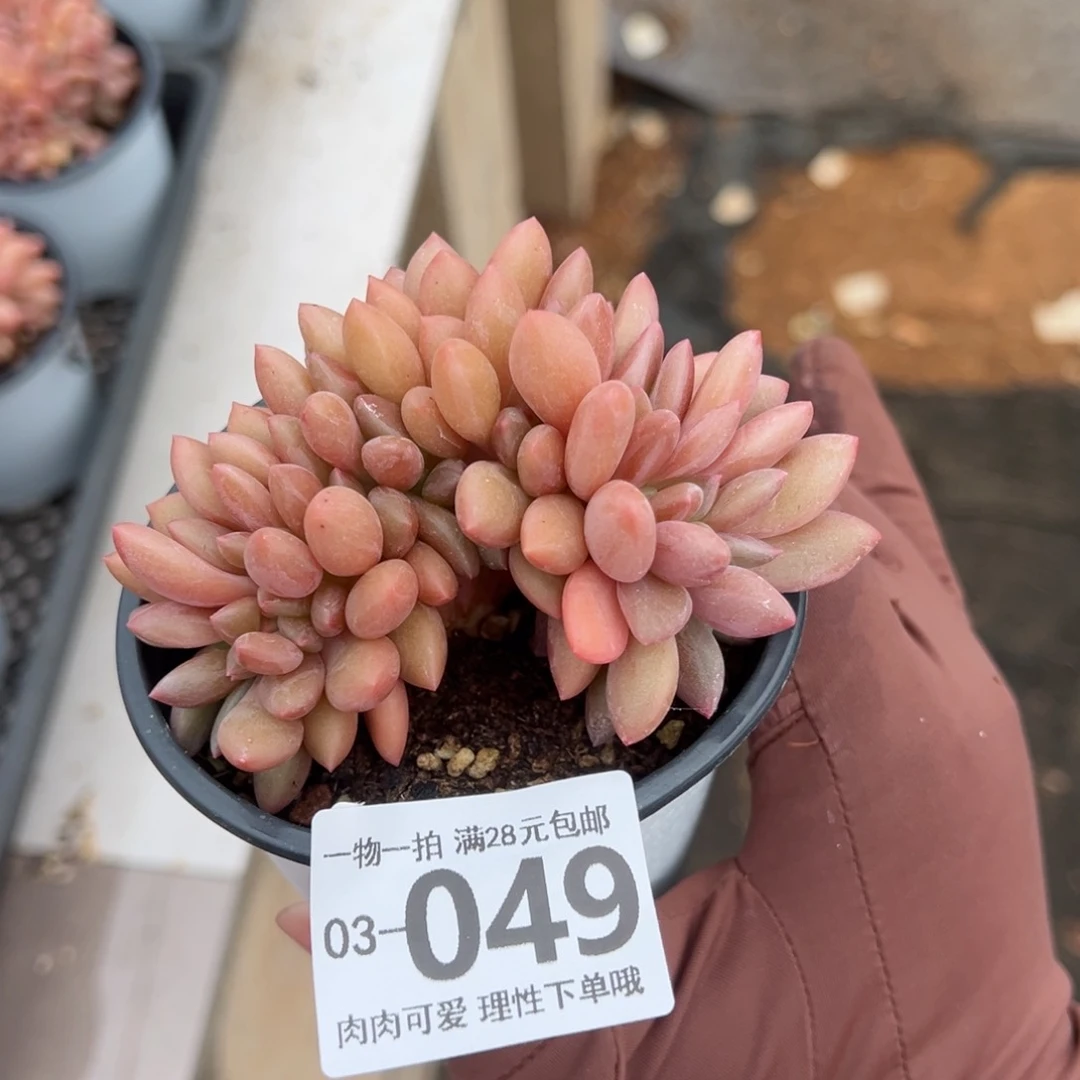 桃花源缀多肉多肉多肉多肉