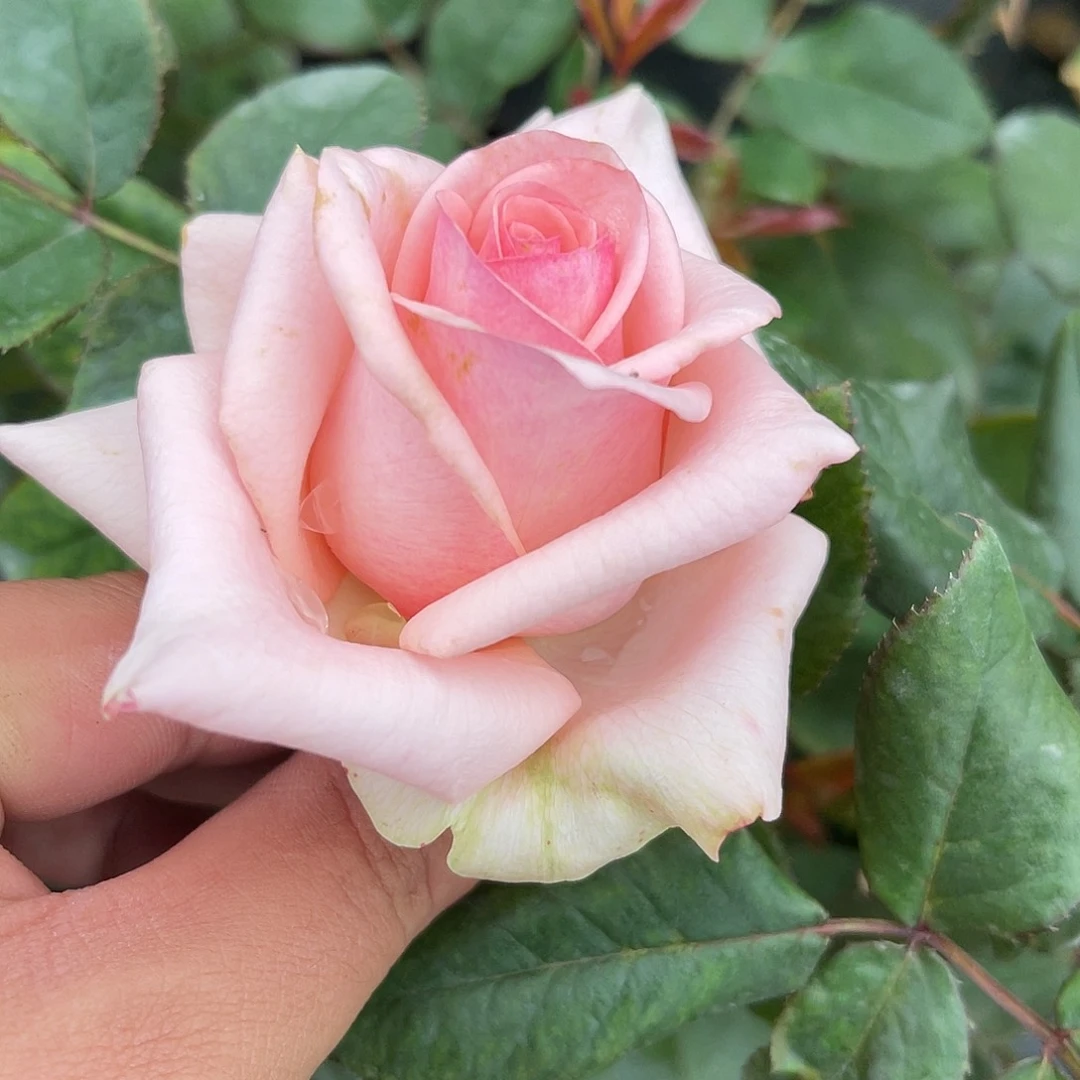 无花朵———祝福 福利