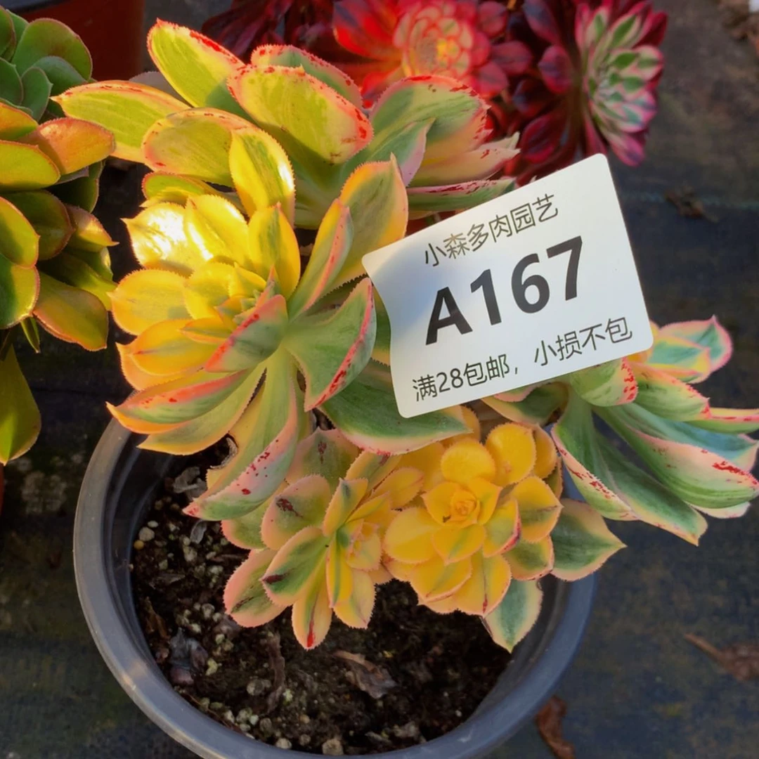 【闪购商品】艺*167灿烂多肉