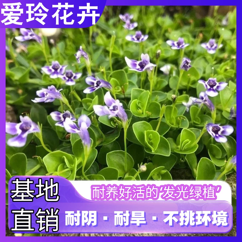 瞳草天使之泪多年生宿根庭院绿化四季常绿开花植物