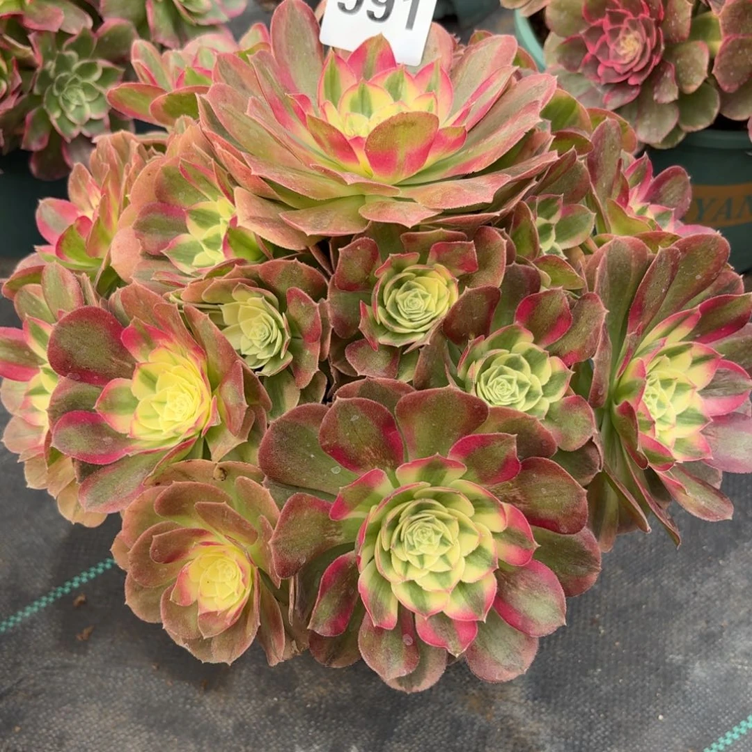 991玉滋多肉植物福利