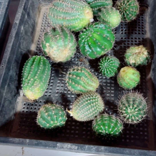 下96框拍无根侧芽歪斑小无售后