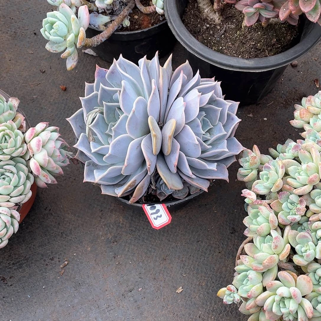 1093露西娜一物一拍多肉