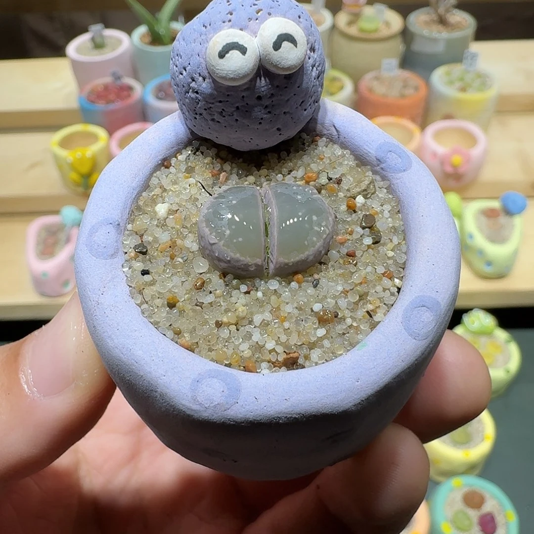 红陶蘑菇255橄榄