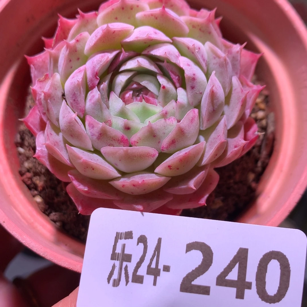 乐然24-240 朱砂痣