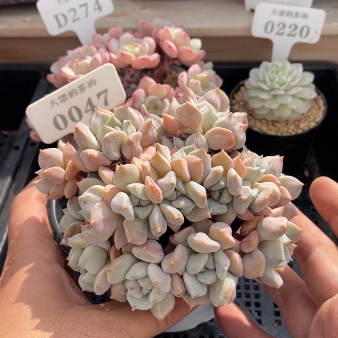 0047超奶不带盆13厘米