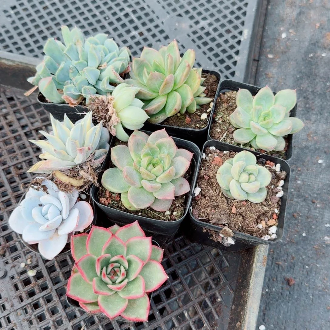 7-1多肉杂交十棵量拍