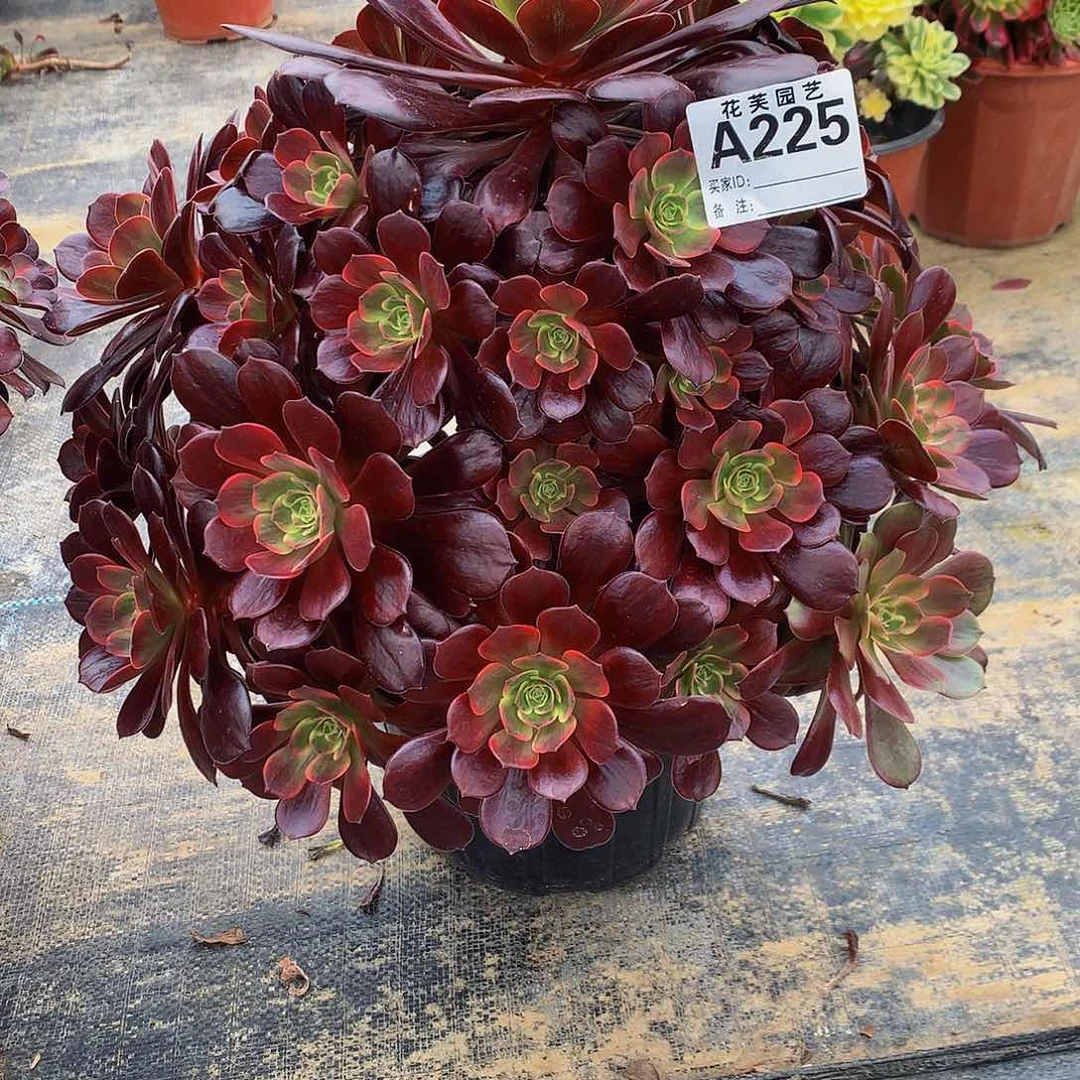 225多肉法师金丝普特