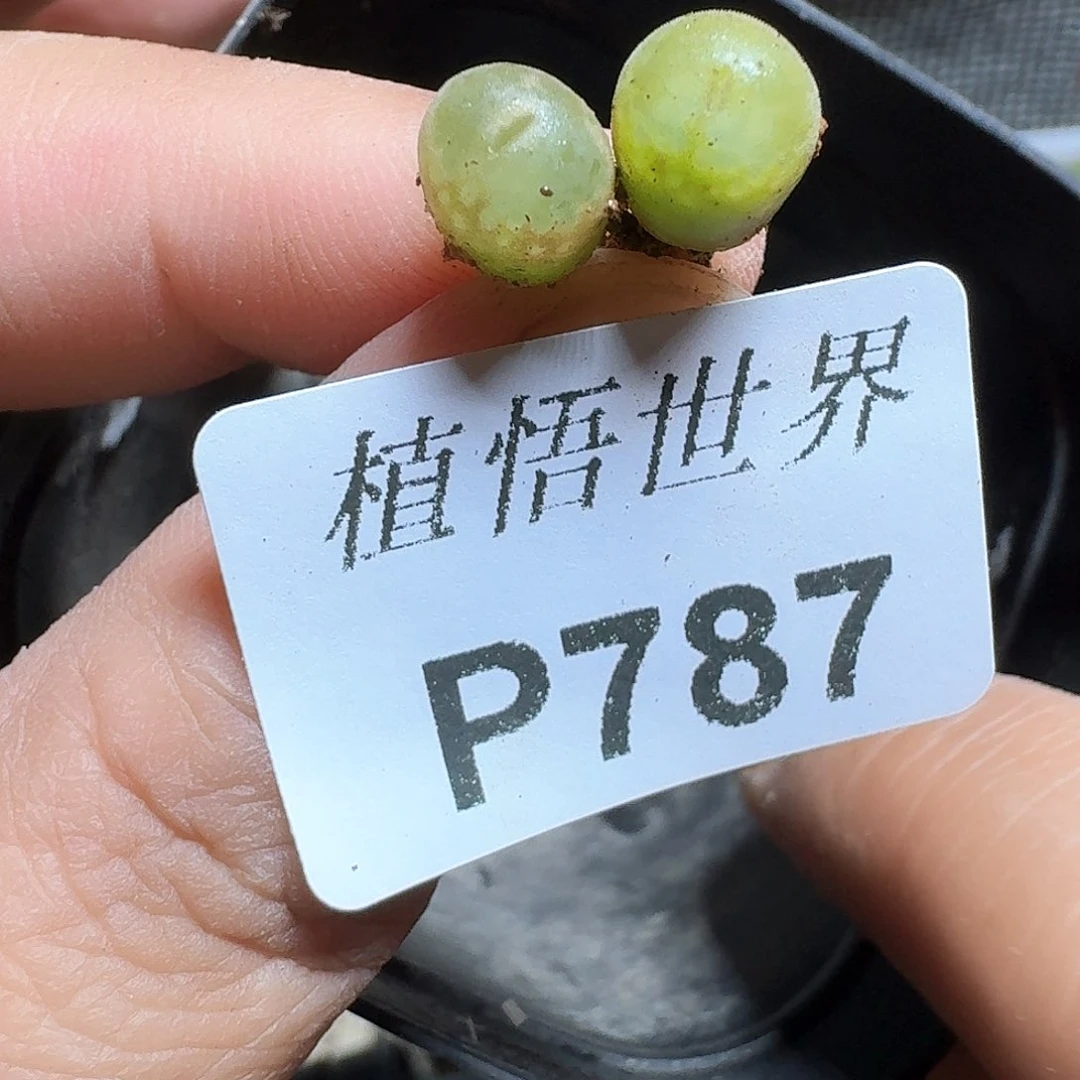 787盒多肉植物哇cv b