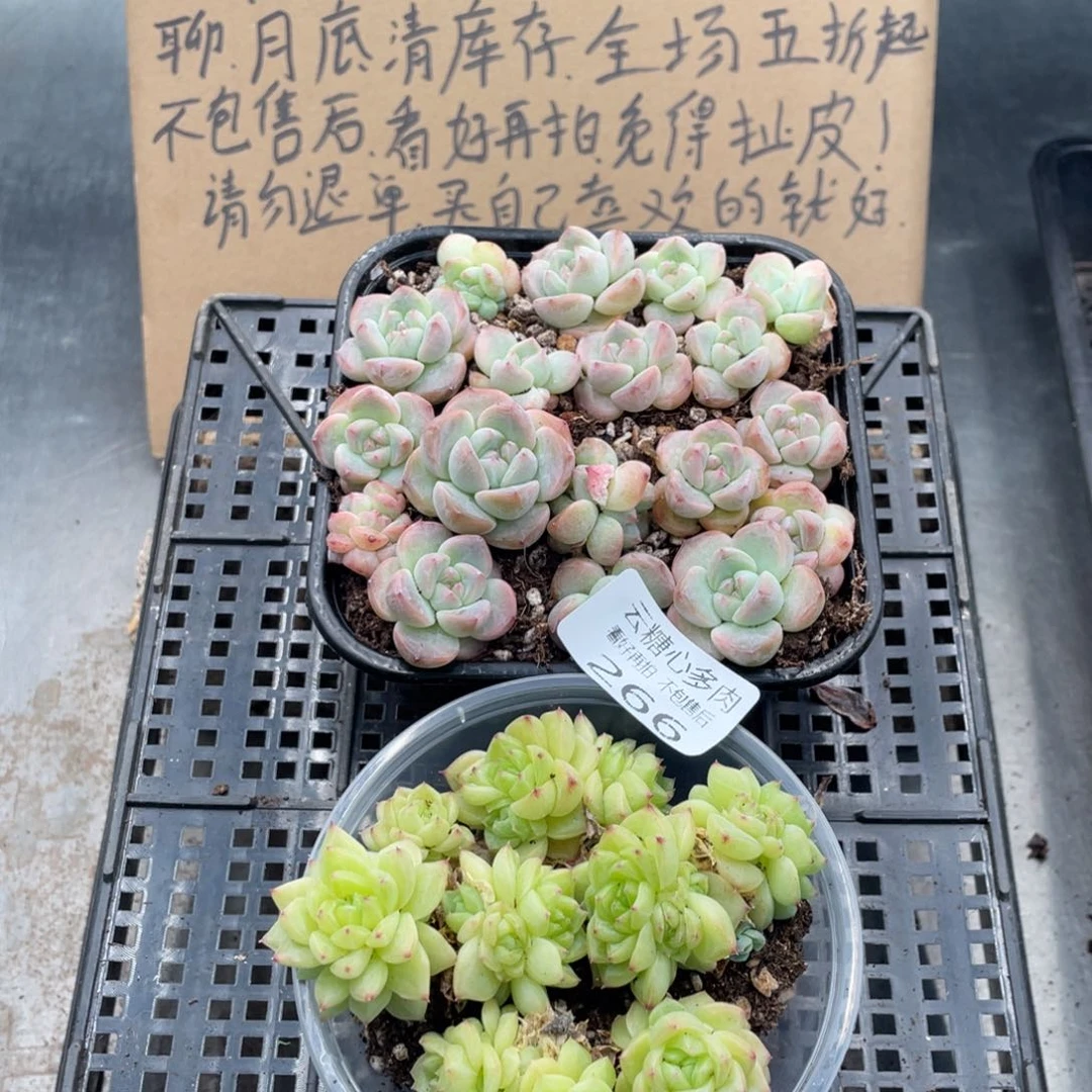 云糖心多肉植物266