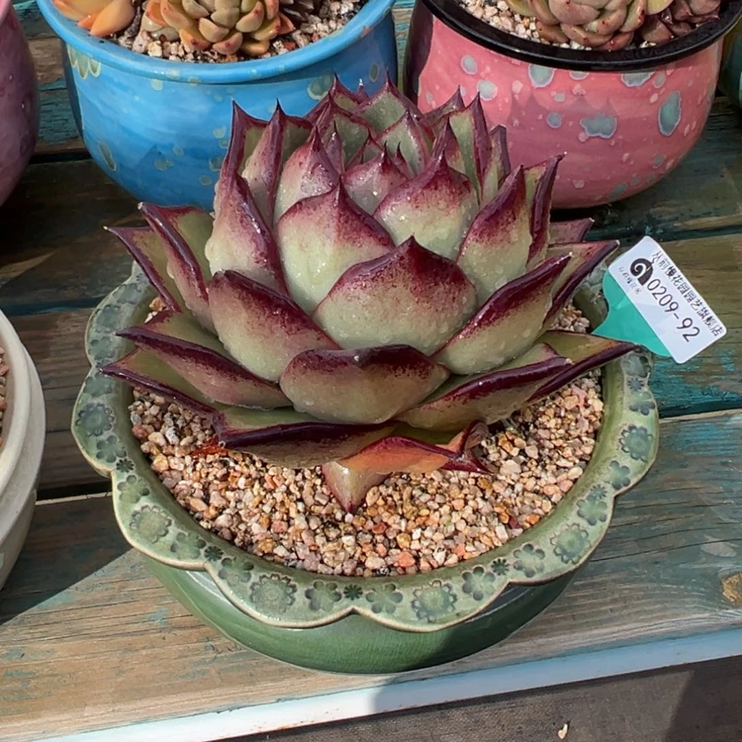 多肉一物一拍0209.92