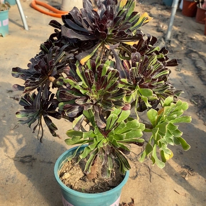 水墨丹青多肉植物29。