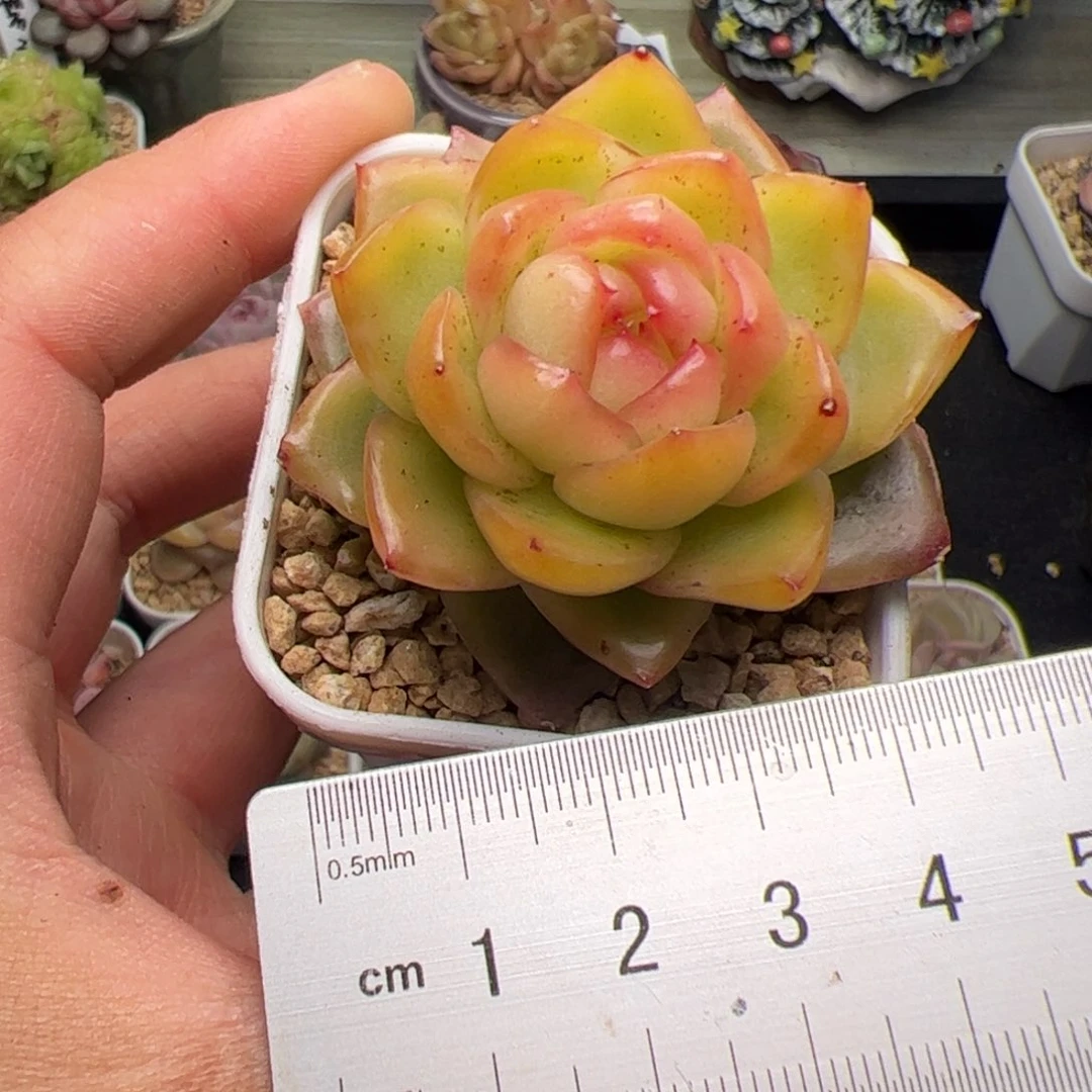 এ****652 多肉植物组合