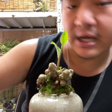 红陶一物一拍所见即所得119