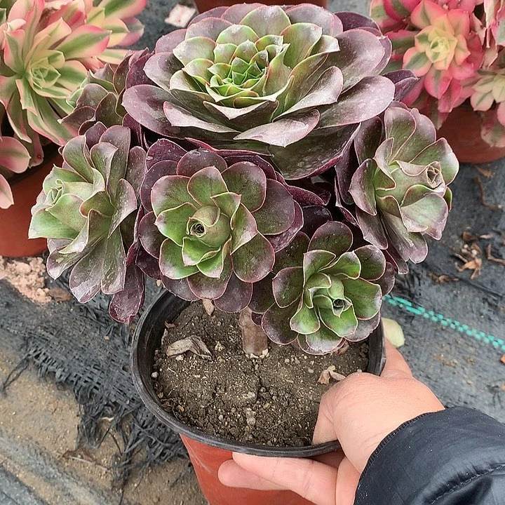 726魅金多肉植物