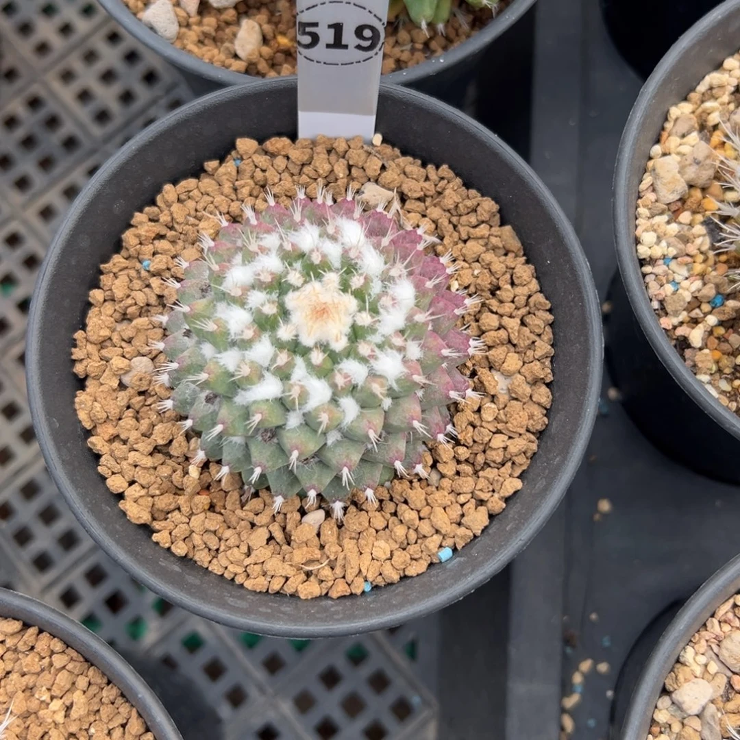 雪糕多肉植物带盆土519