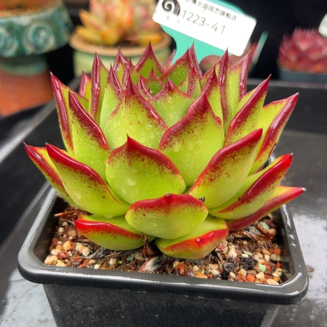 从前慢花园多肉编号1223-41