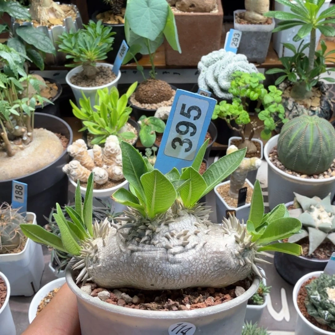 慧比须笑395块根植物