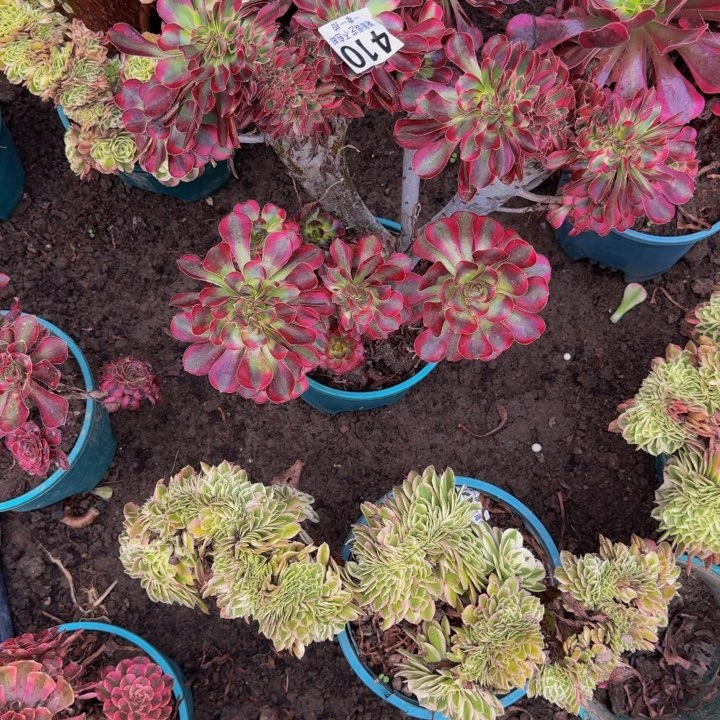 香奈花30-27包邮花花