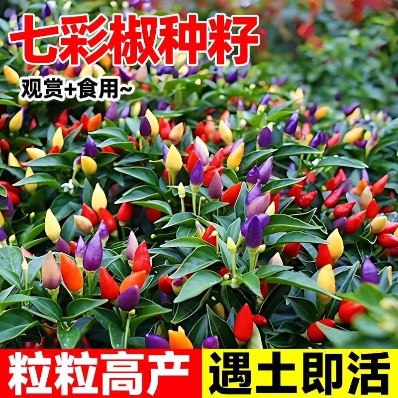 【任意满5包包邮】七彩辣椒种子春秋四季盆栽五彩小泡椒种籽蔬菜种