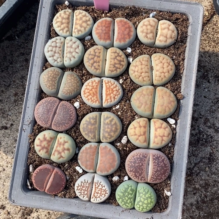 m***t生石花等植物的生长753