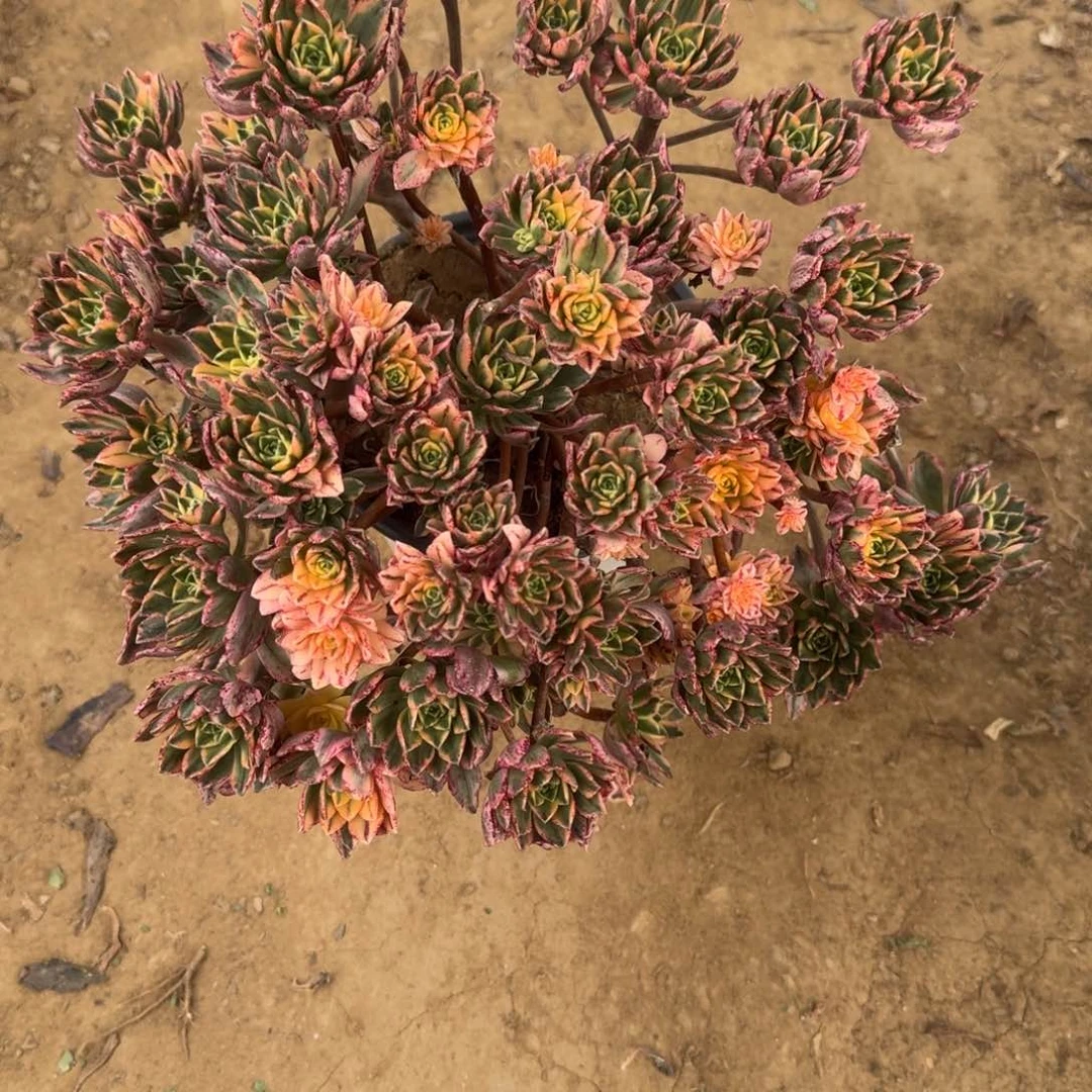 兰**949号甜茶清棚不包损