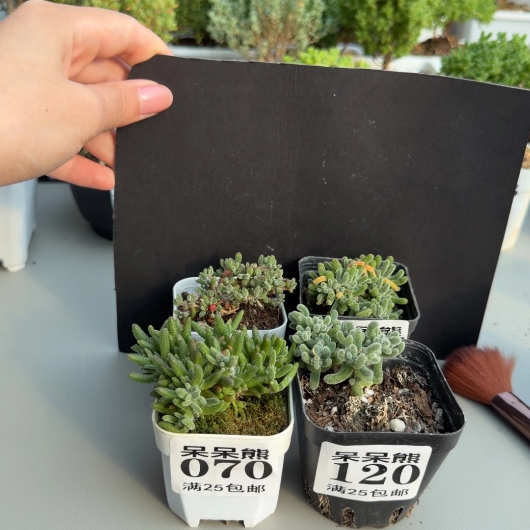 闪电购花卉园艺070/120/016/097