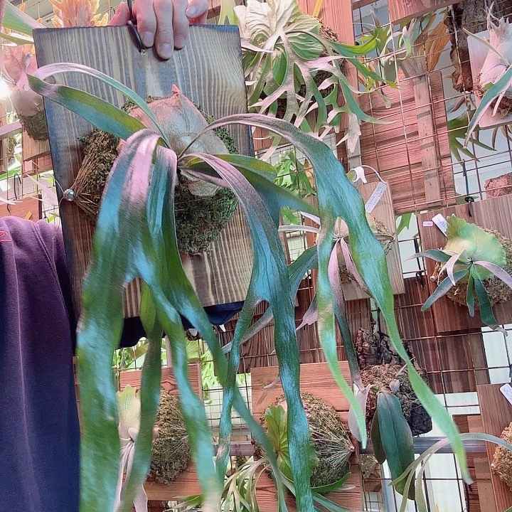 无花朵小猫咪00005