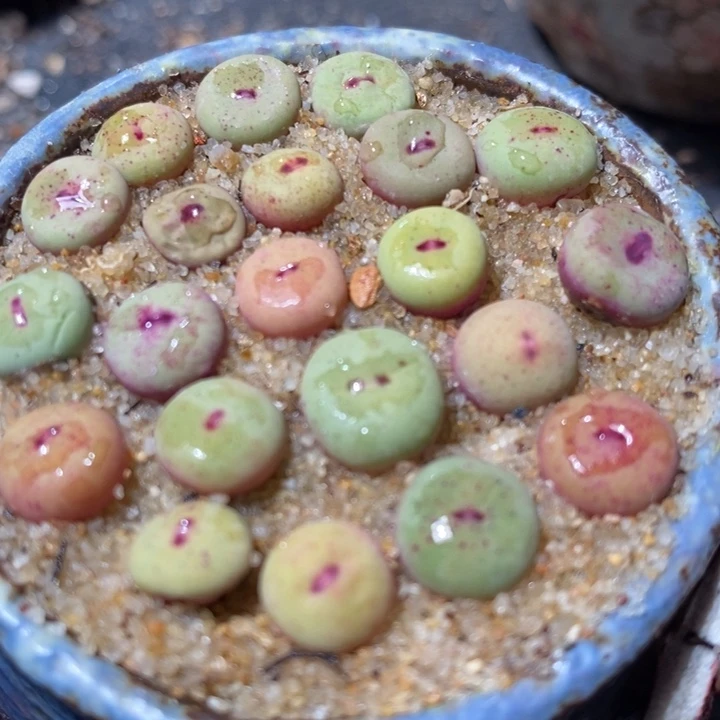 1380B小红嘴1颗买1送1