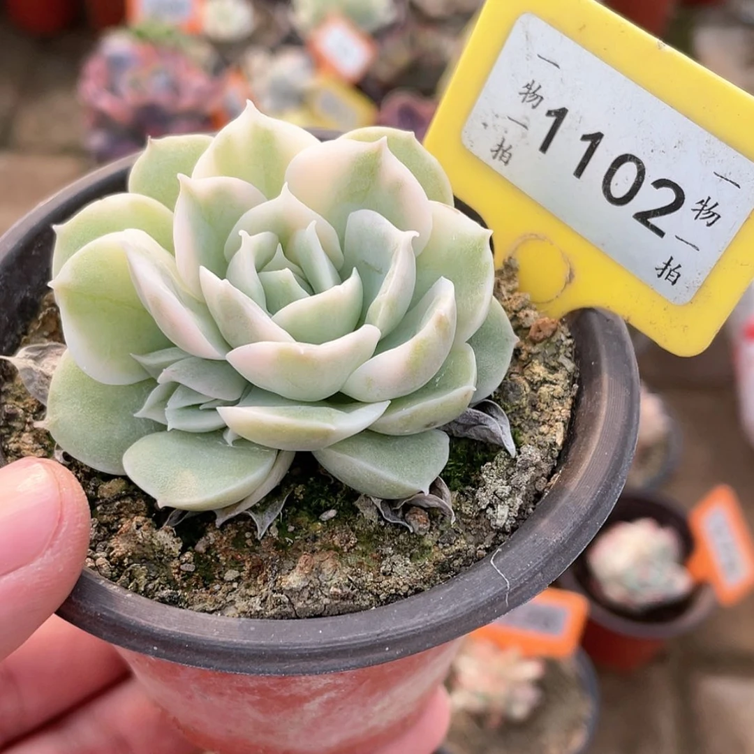 【闪购商品】1102号