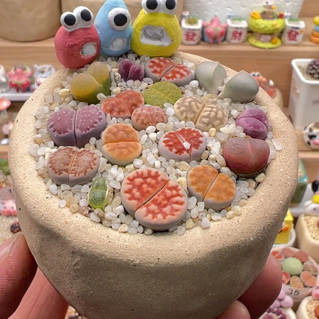 多肉植物实付9.9元包邮219号